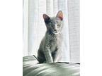 Prince Kirby, Russian Blue For Adoption In Oakland Park, Florida