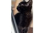 Maxine, Domestic Shorthair For Adoption In Milltown, New Jersey