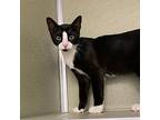 Cupid, Domestic Shorthair For Adoption In Milltown, New Jersey