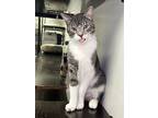 Ollie, Domestic Shorthair For Adoption In For Lauderdale, Florida