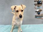 Alohi, Jack Russell Terrier For Adoption In Newport Beach, California