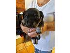 Java, Terrier (unknown Type, Small) For Adoption In Coachella, California