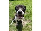 Bishop, American Pit Bull Terrier For Adoption In Rockford, Michigan