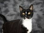 Boots Darling, Domestic Shorthair For Adoption In Cornersville, Tennessee