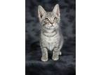 Camembert, Domestic Shorthair For Adoption In Cornersville, Tennessee