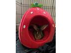 Bunnelby, Rex For Adoption In Longwood, Florida