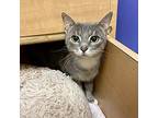Linebeck, Domestic Shorthair For Adoption In Richmond, Virginia