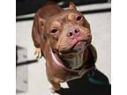 Peachy, Border Terrier For Adoption In Richmond, Virginia