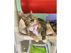 Princess Pea, Domestic Shorthair For Adoption In Fort Wayne, Indiana