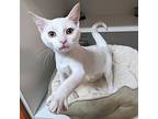 Fennel, Domestic Shorthair For Adoption In Accident, Maryland