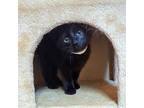 Gulliver, Domestic Shorthair For Adoption In Accident, Maryland