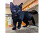 Grayson, Domestic Shorthair For Adoption In Accident, Maryland