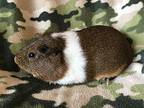 Prince Louis, Guinea Pig For Adoption In Imperial Beach, California