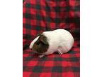 Whoopie Pie ( Bonded To Humble Pie), Guinea Pig For Adoption In Imperial Beach