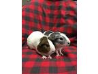 Humble Pie ( Bonded To Whoopie Pie), Guinea Pig For Adoption In Imperial Beach