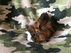 Manza ( Living With Manona And Monete), Guinea Pig For Adoption In Imperial