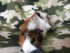 Manona ( Living With Monete And Manza), Guinea Pig For Adoption In Imperial