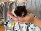 Julius, Hamster For Adoption In Imperial Beach, California