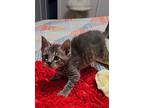 Blueberry Muffin, Domestic Shorthair For Adoption In Youngsville, North Carolina