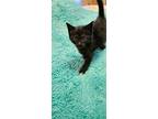 Jelly Doughnut, Domestic Shorthair For Adoption In Youngsville, North Carolina