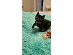 Crumb Cake- The Midnight Melody Maker!, Domestic Shorthair For Adoption In