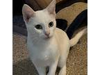 Minnie White, Domestic Shorthair For Adoption In Lombard, Illinois