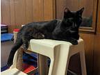 Marinara, Domestic Shorthair For Adoption In Cleveland, Tennessee
