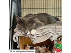 Scarlett, American Shorthair For Adoption In Westwood, New Jersey