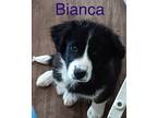 Bianca, Labrador Retriever For Adoption In Marne, Michigan