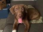 Charlie, Labrador Retriever For Adoption In Marne, Michigan