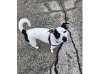 Stella, Jack Russell Terrier For Adoption In Sheboygan, Wisconsin
