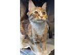 Stella, Domestic Shorthair For Adoption In Prince George, British Columbia