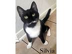 Silvia, Domestic Shorthair For Adoption In Porter, Texas