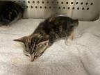Diana, Domestic Shorthair For Adoption In Norman, Oklahoma
