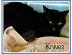 Knives, Domestic Shorthair For Adoption In Holly Springs, Georgia