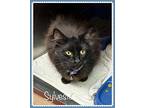 Sylvester, Domestic Longhair For Adoption In Holly Springs, Georgia