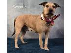 Sweet Caroline, Terrier (unknown Type, Small) For Adoption In Gilbert, Arizona