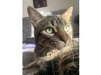 Groot, Domestic Shorthair For Adoption In Toronto, Ontario