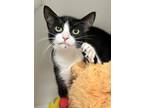 Thelma, Domestic Shorthair For Adoption In Red Bluff, California