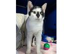 Shia - Elvis Purrsly, Domestic Shorthair For Adoption In Eau Claire, Wisconsin