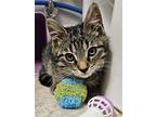 Cannoli Kitten, Domestic Shorthair For Adoption In Rockaway, New Jersey