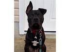 Chance, American Pit Bull Terrier For Adoption In Uwchlan, Pennsylvania