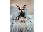 Blitz, Terrier (unknown Type, Medium) For Adoption In Lafayette, Louisiana