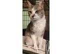 Sinclair (front Declawed), Domestic Shorthair For Adoption In St.