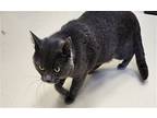 Lobo, Domestic Shorthair For Adoption In Webster, Wisconsin