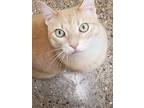 Kerry, Domestic Shorthair For Adoption In Belton, Texas