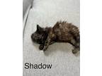 Shadow, Domestic Mediumhair For Adoption In Fairfield, Illinois