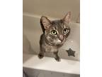 Melody, Domestic Shorthair For Adoption In Arden Hills, Minnesota