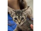 Kirsty, Domestic Shorthair For Adoption In Houston, Texas