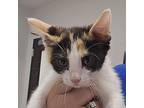 Lilly, Domestic Shorthair For Adoption In Houston, Texas